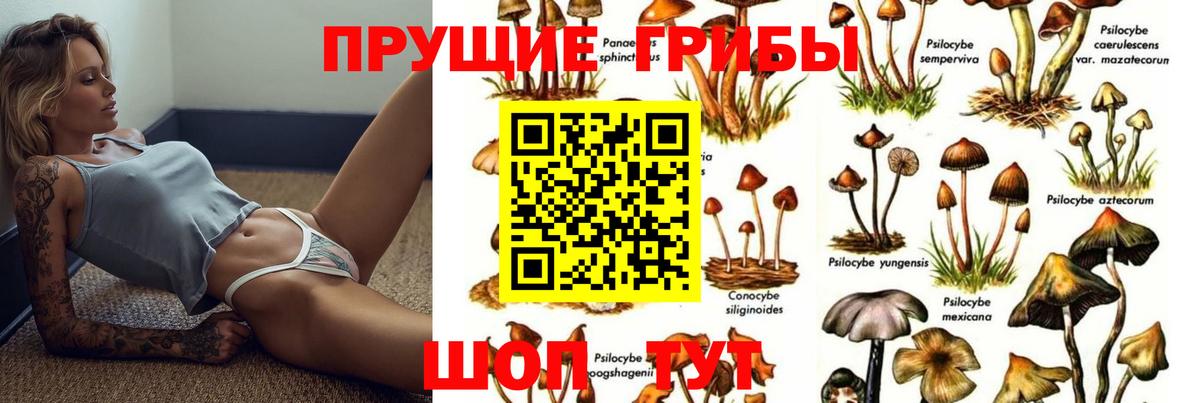 Урюпинск  Псилоцибиновые грибы GOLDEN TEACHER  цена   Вход с VPN 